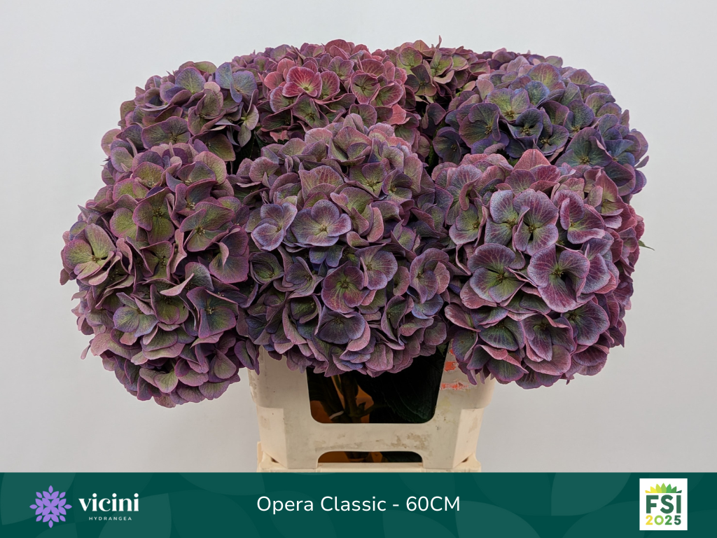 Гортензия Роял Опера Классик 60, шт.