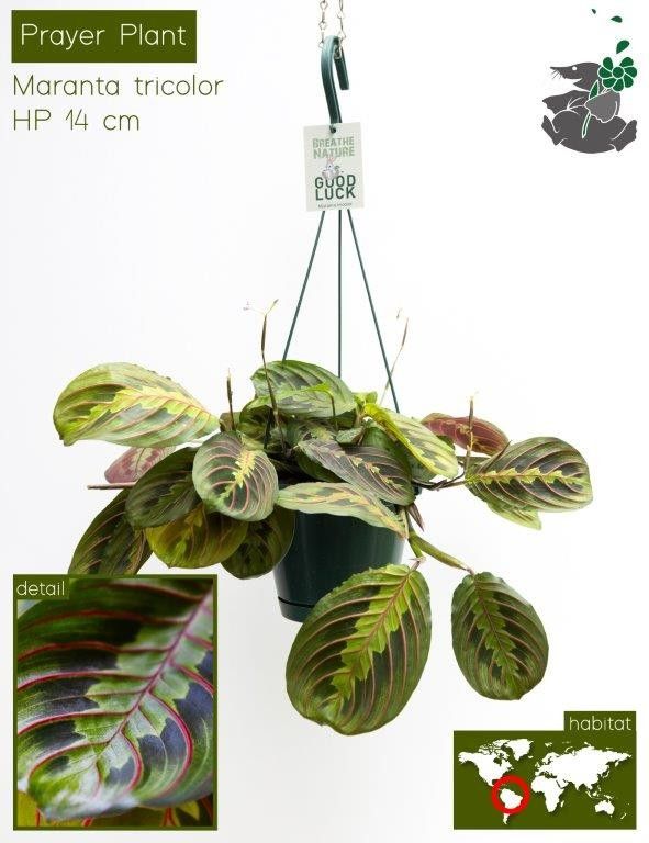 689 FDM : Exotische hangpot p14 Marantha Tricolor, D 14