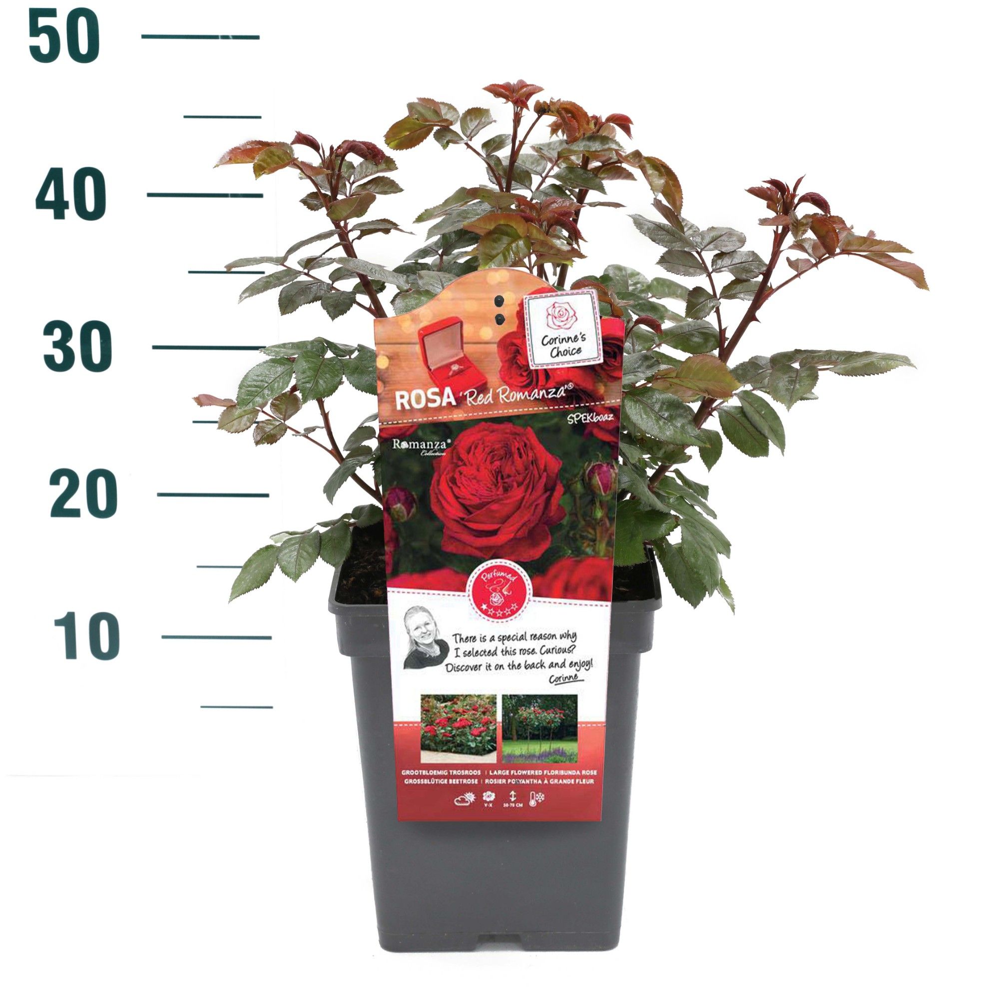Rosa 'Red Romanza' - Struik - VP5 - Categorie 3, D 23 cm
