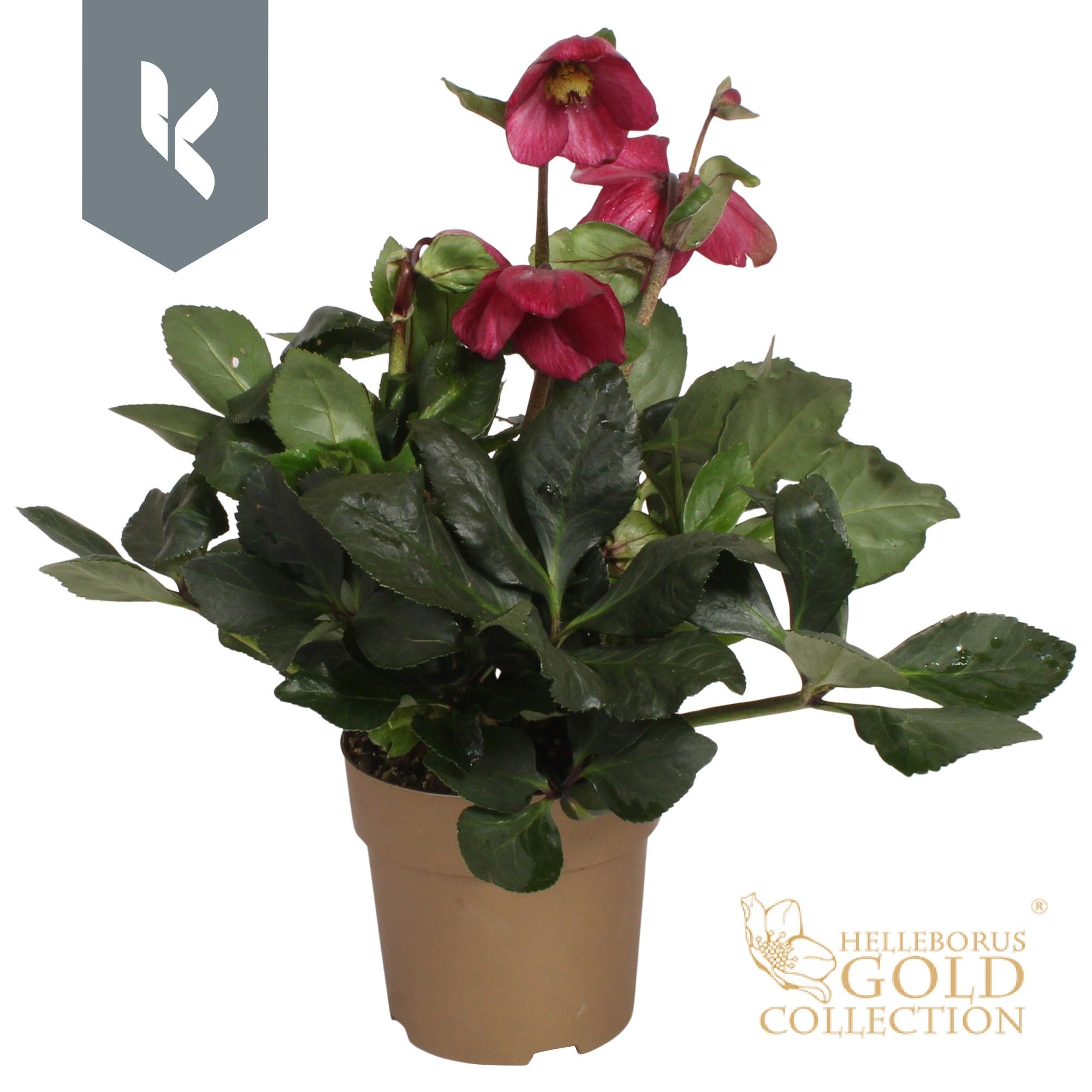 HGC Helleborus Winter Ballet Karli in gouden pot, D 15 cm