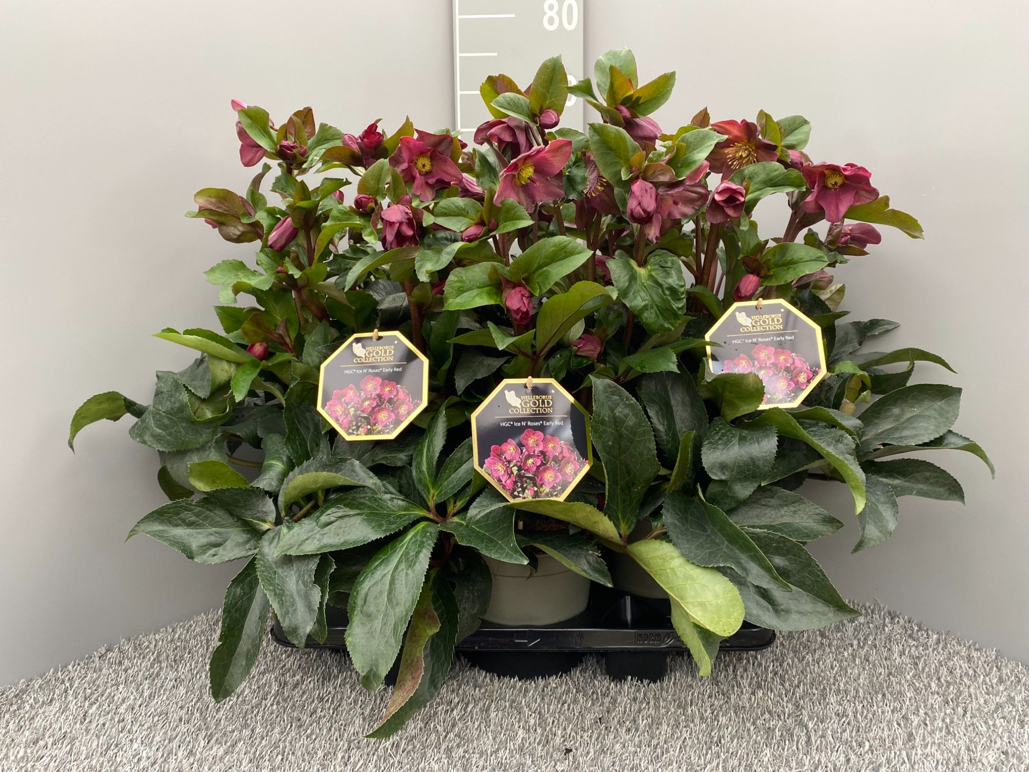 HGC® Ice N' Roses® Early Red, D 19 cm