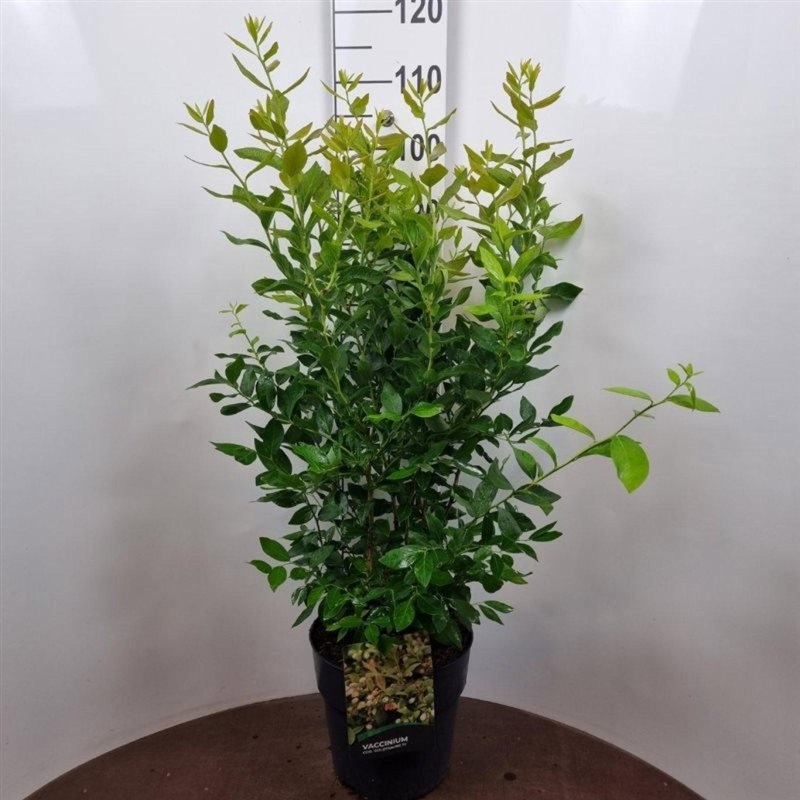 Vaccinium c. 'Goldtraube 71', D 29 cm
