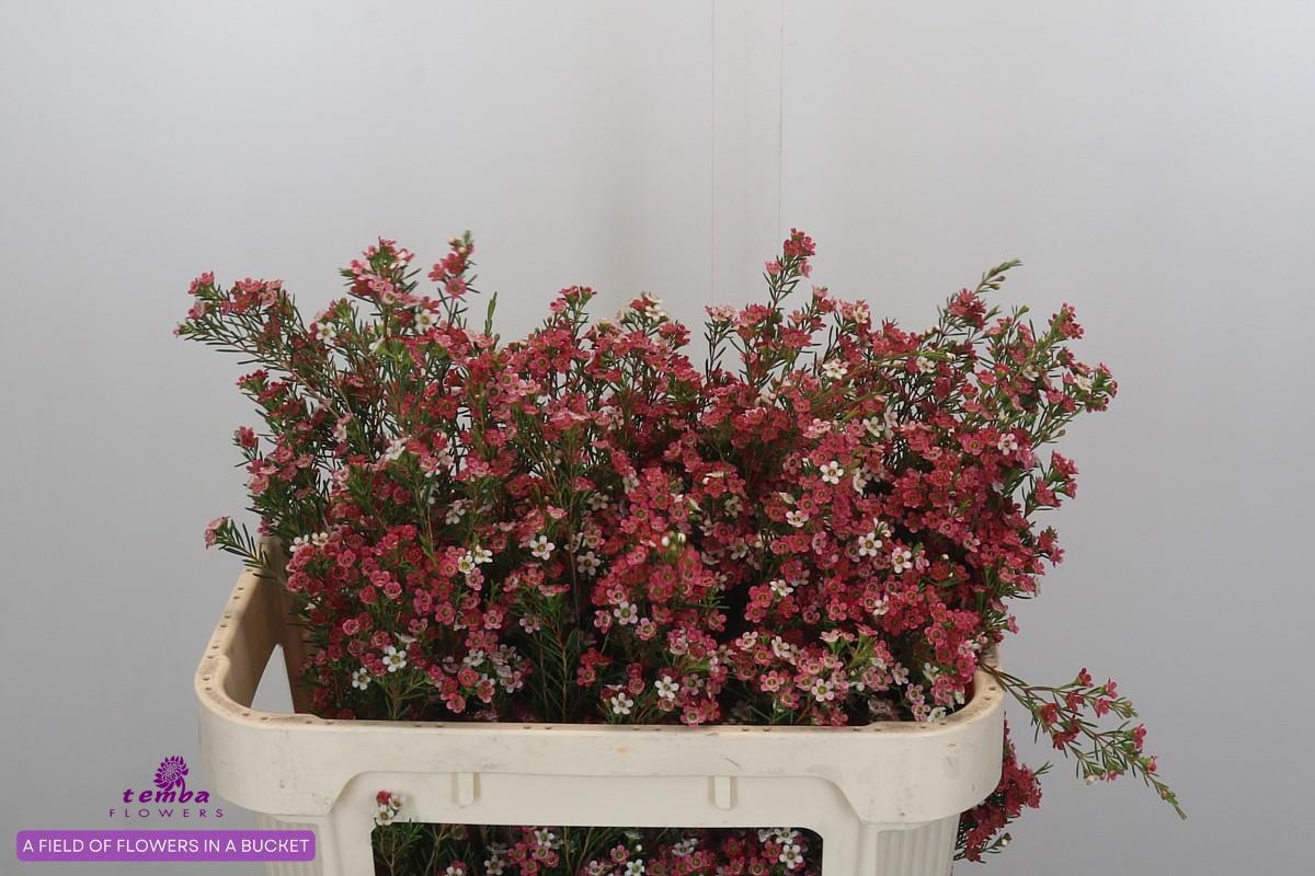 Шамелациум Май Свит Сикстин 70, шт.