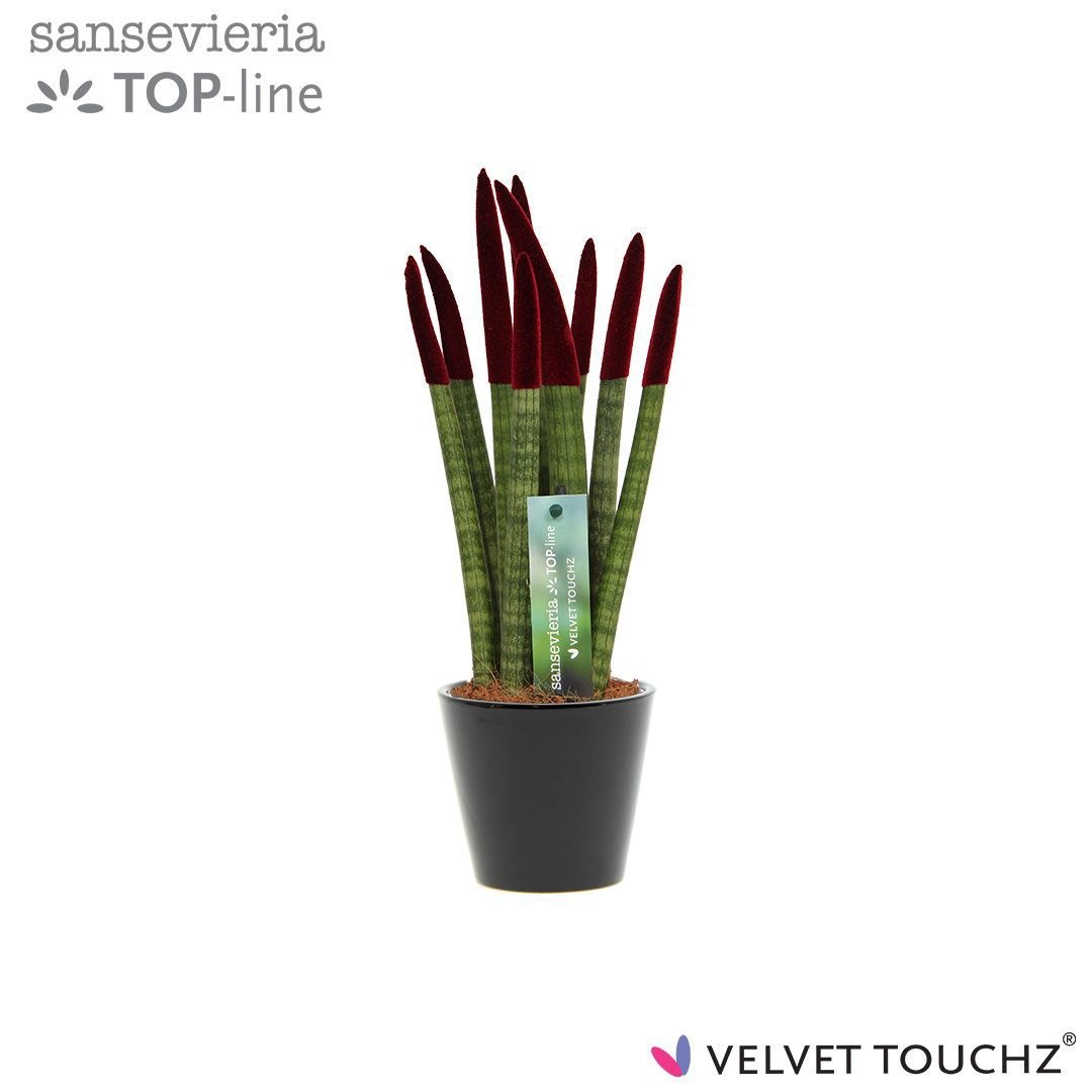 Sansevieria VELVET TOUCHZ® Bordeaux In keramiek R'dam, D 8,5