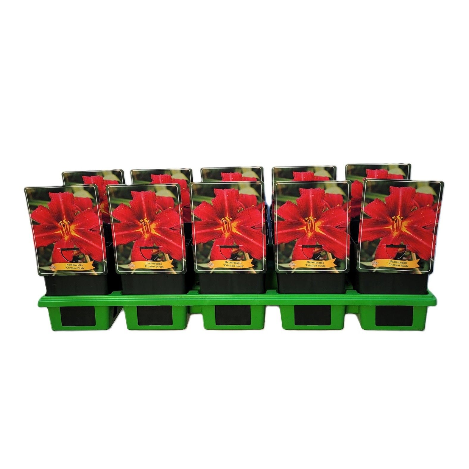 Hemerocallis 'Crimson Pirate' P11, D 11 cm