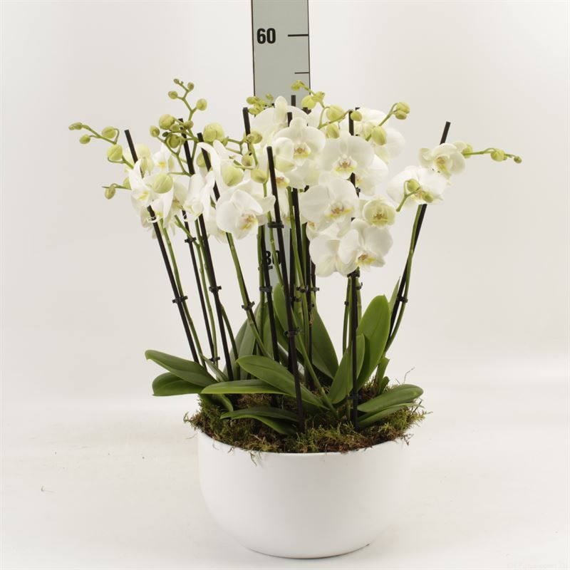 Phalaenopsis Anthura Inverness Sena schaal 15 tak Inverness met platmos, D 26