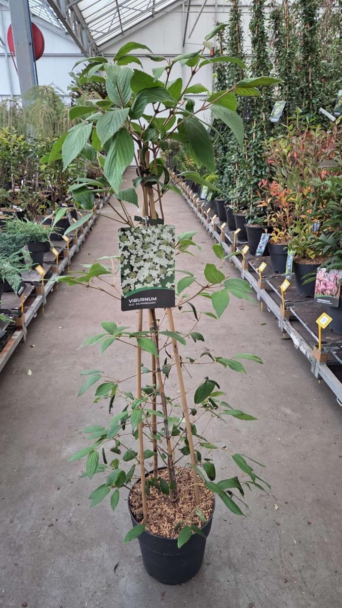 Viburnum plic. Kilimandjaro, 3 stok, D 29