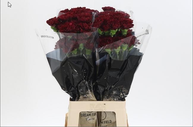 Диантус од. Зуриго, шт.