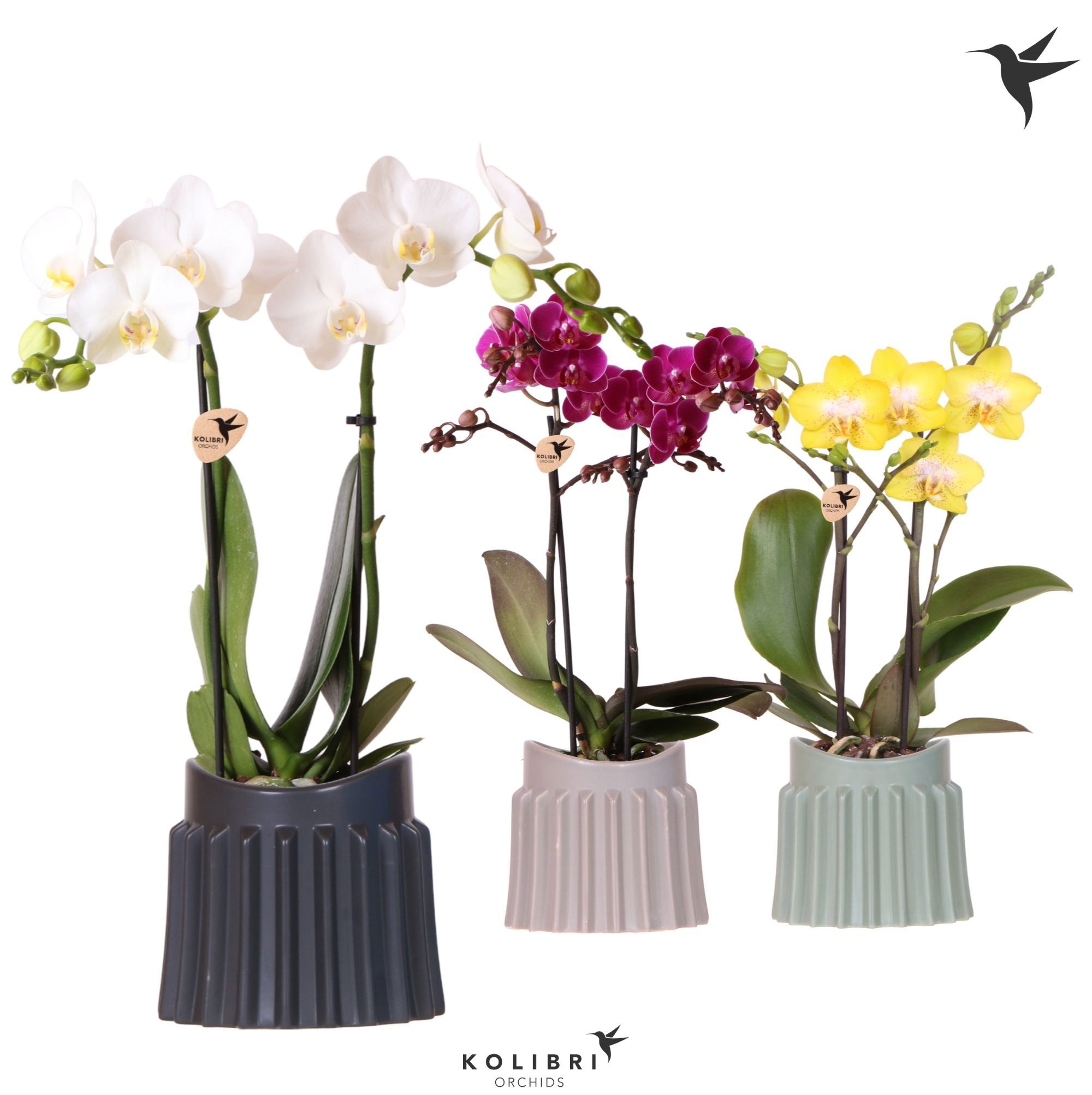 Kolibri Orchids Phalaenopsis mix 2 spike in Raw pot mix, D 9