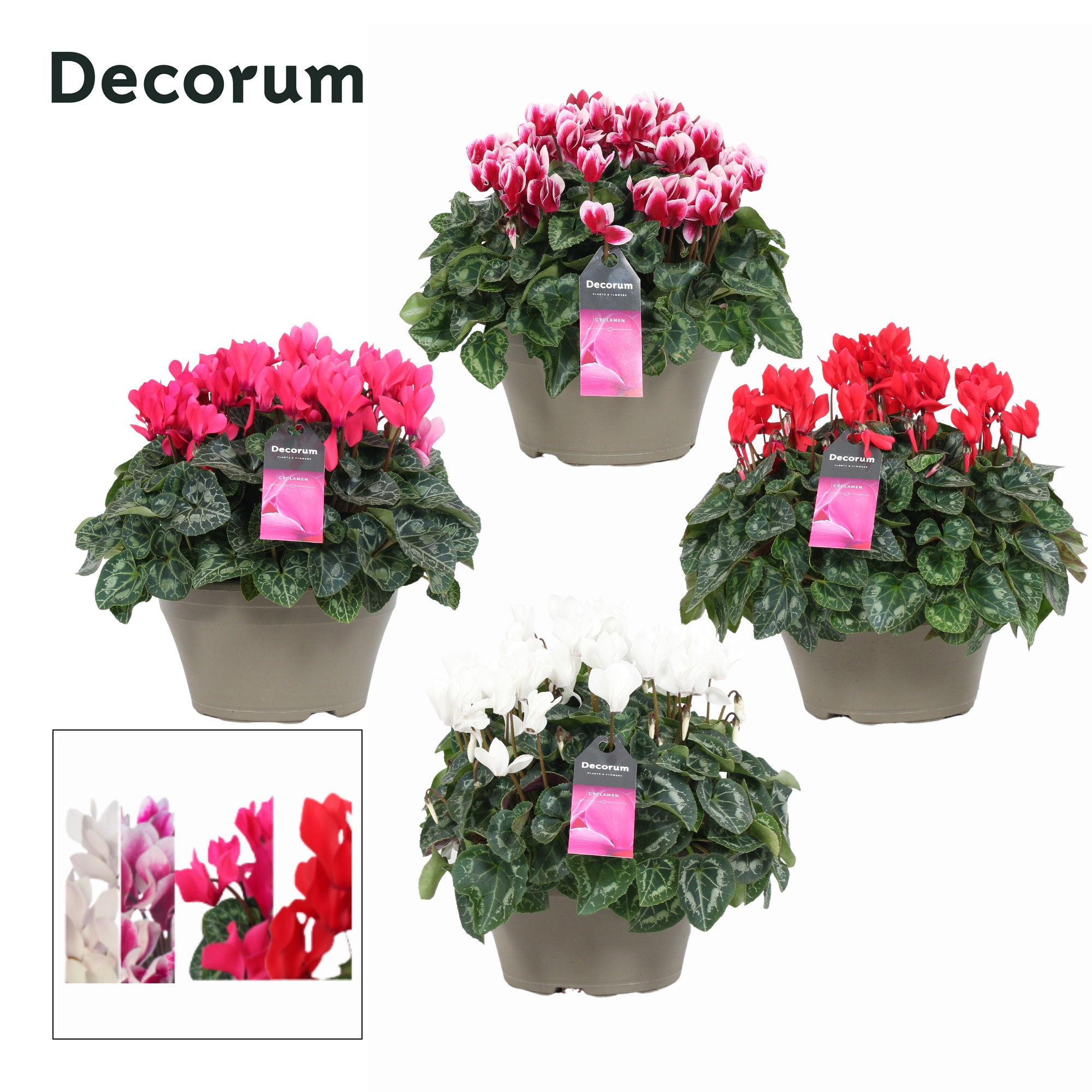 Cyclaam Garden Mix Schaal Taupe (Decorum), D 22 cm