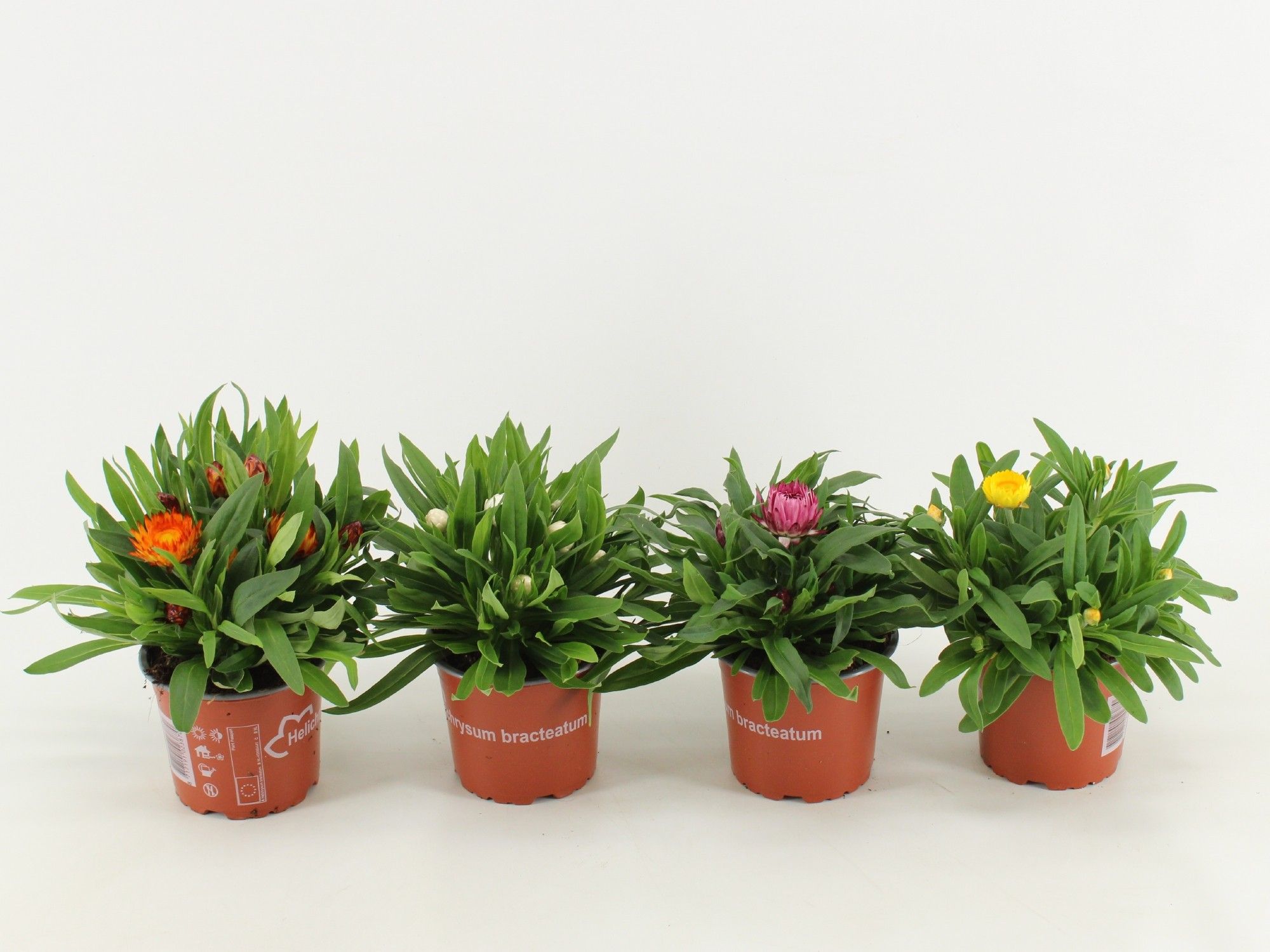 Bracteantha Dreamtime / strobloem Mixlaag, D 12