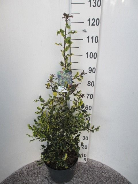 Ilex aquifolium Red Tips 100-110 pyr P28, D 28