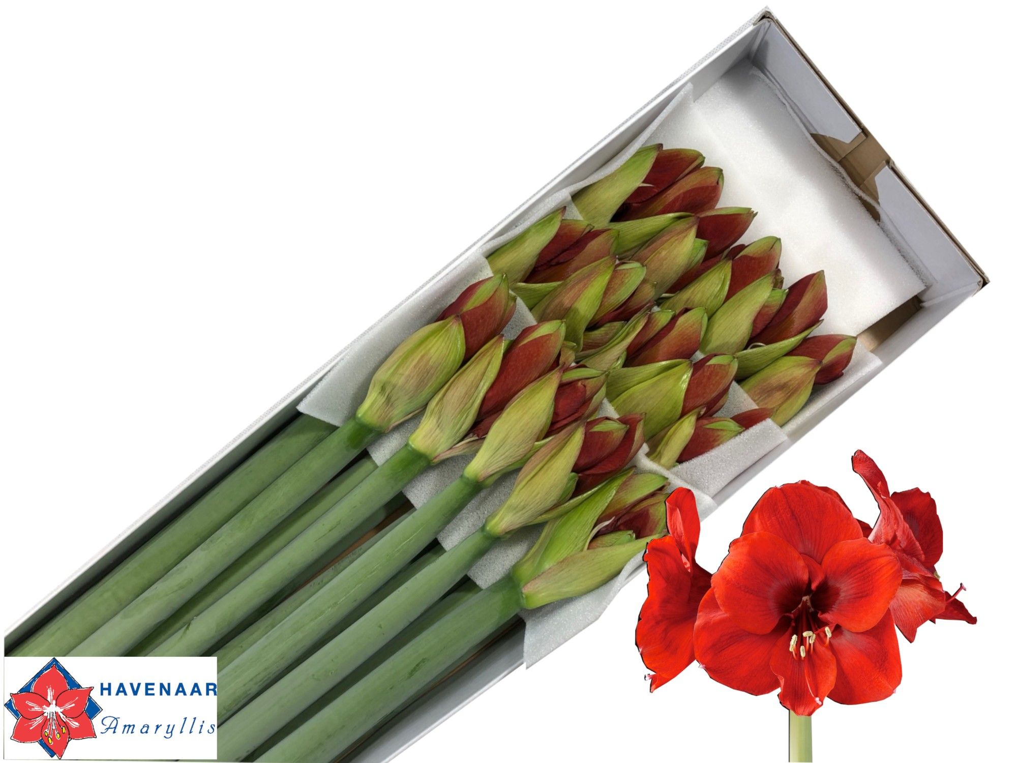 Амарилис Феррари (красн.) x15, шт.