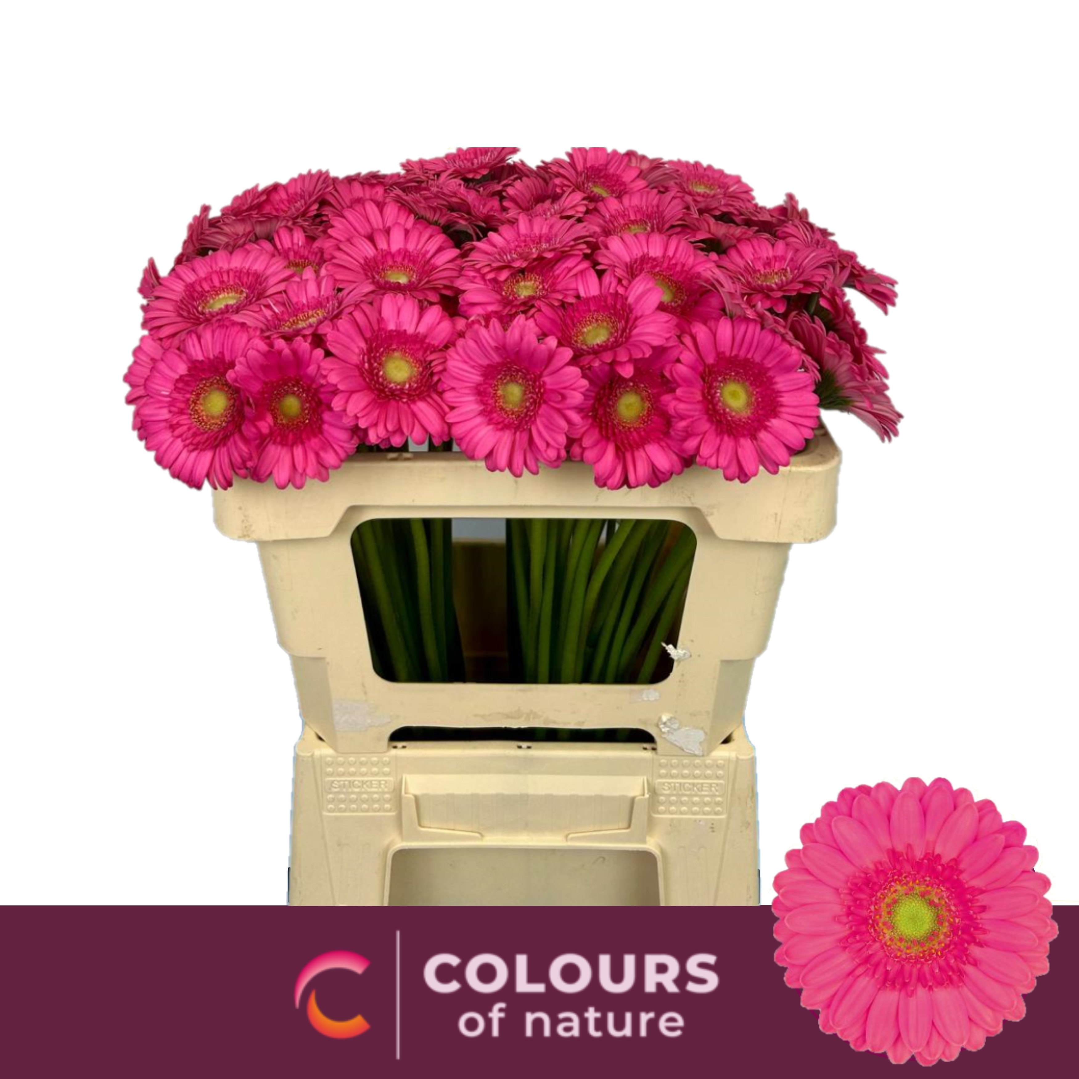 Гермини Скуп, шт. Гермини Скуп, шт.