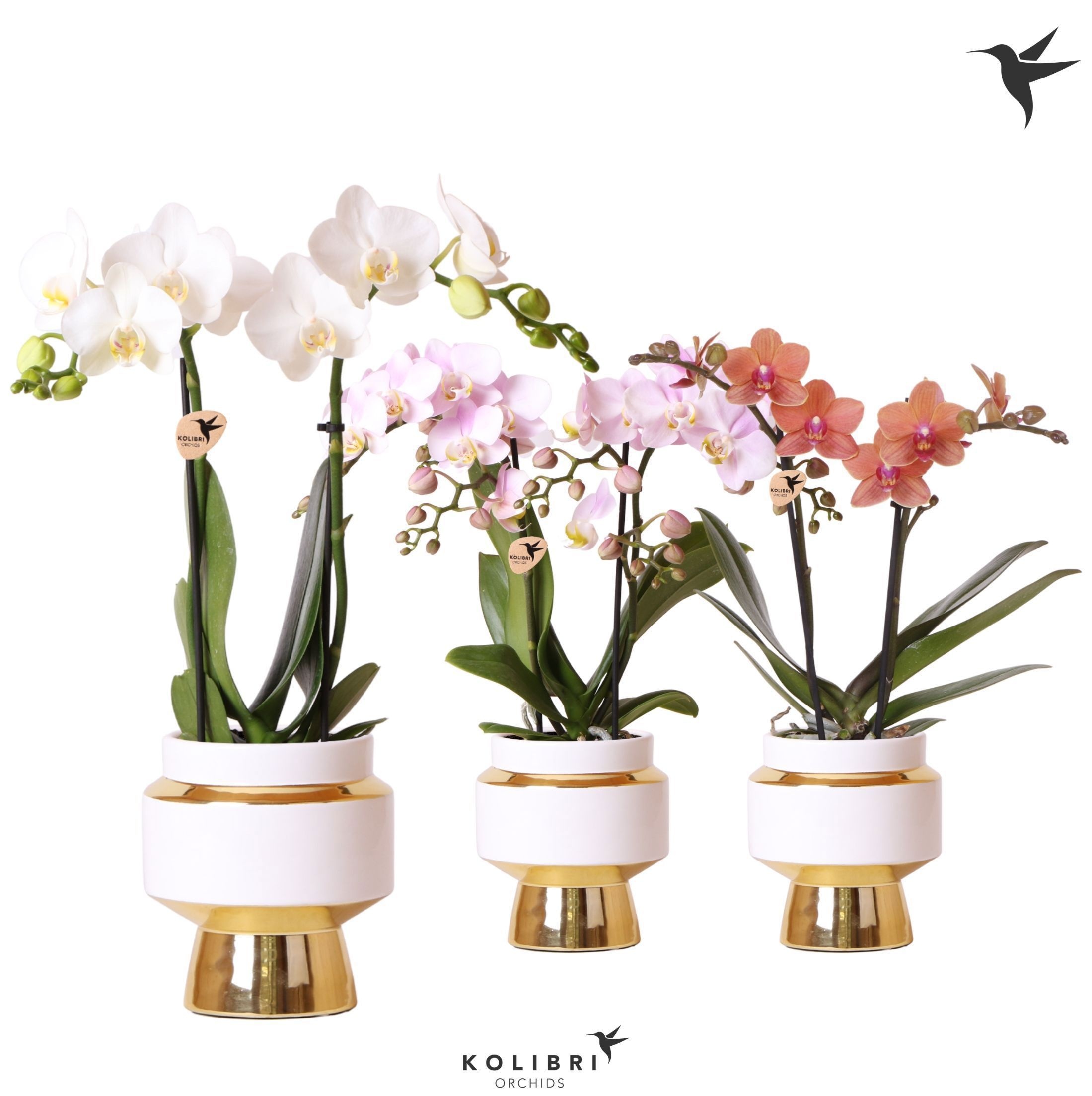 Kolibri Orchids Phalaenopsis mix 2 spike in Le Chic pot gold, D 9