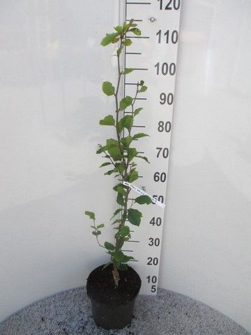 Fagus sylv. Dawyck Gold 60-80 P23, D 23 cm