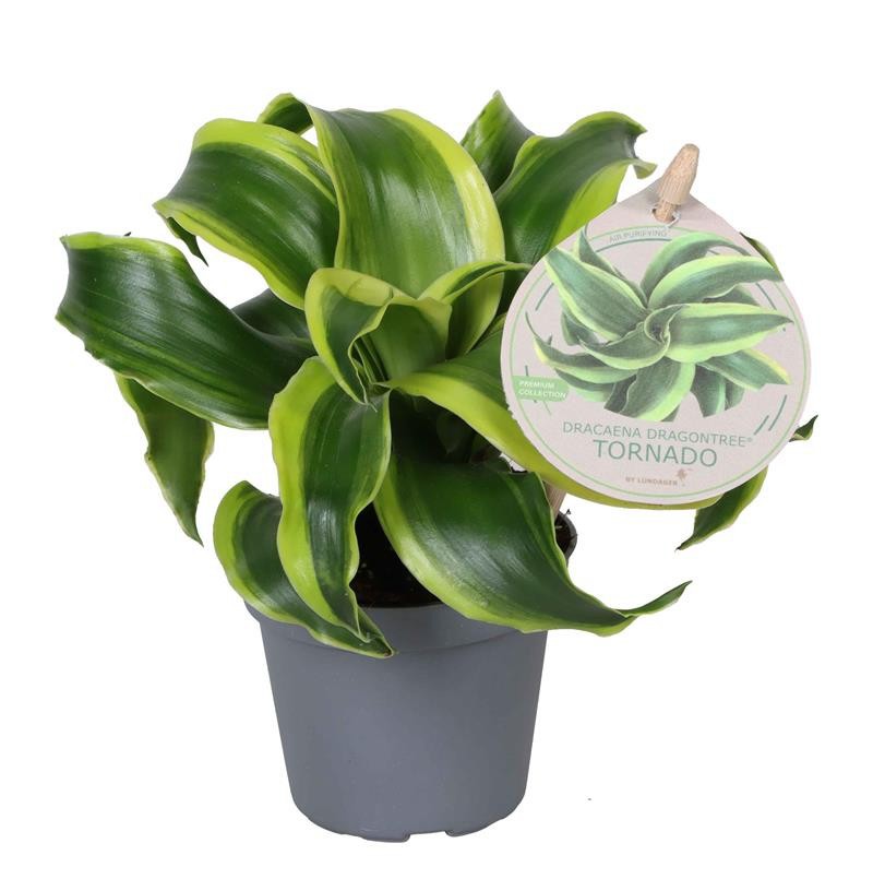 DRACAENA DRACO 588806 Tonado, D 6 cm DRACAENA DRACO 588806 Tonado, D 6 cm