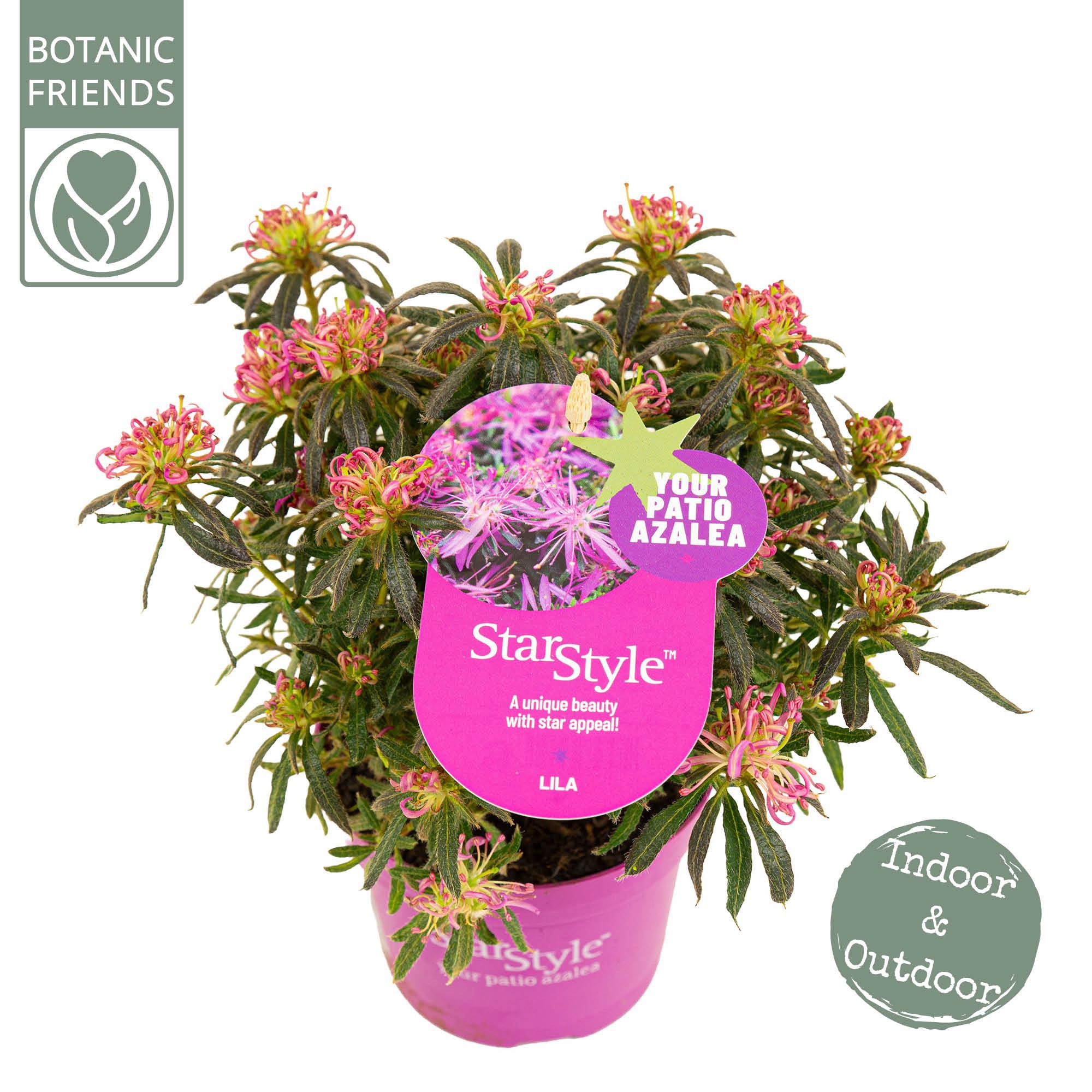 Azalea 'Starstyle Lila' ®, D 10,5
