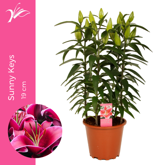 Lilium Sunny Keys 19 cm (or. lelie), D 19