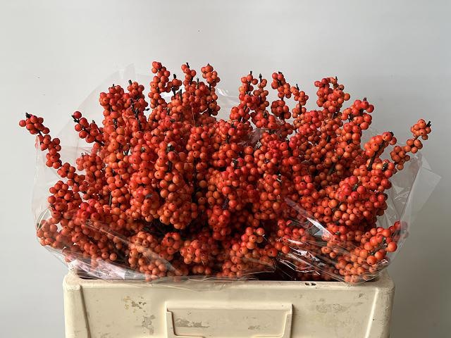 Илекс Винтер Голд 50, шт.