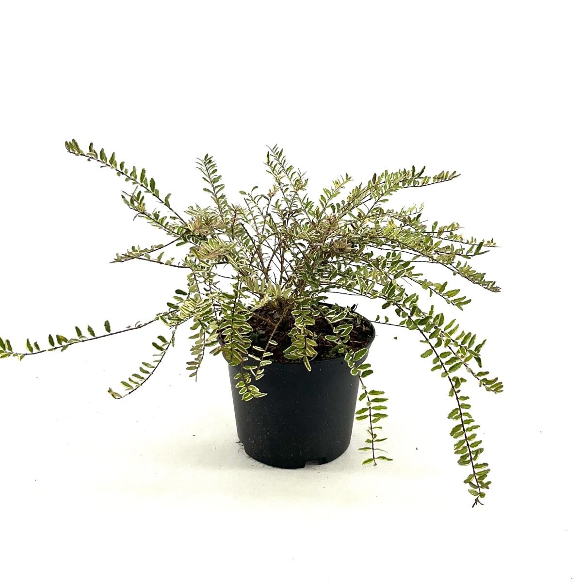 Lonicera nit. 'Lemon Beauty', D 17 cm