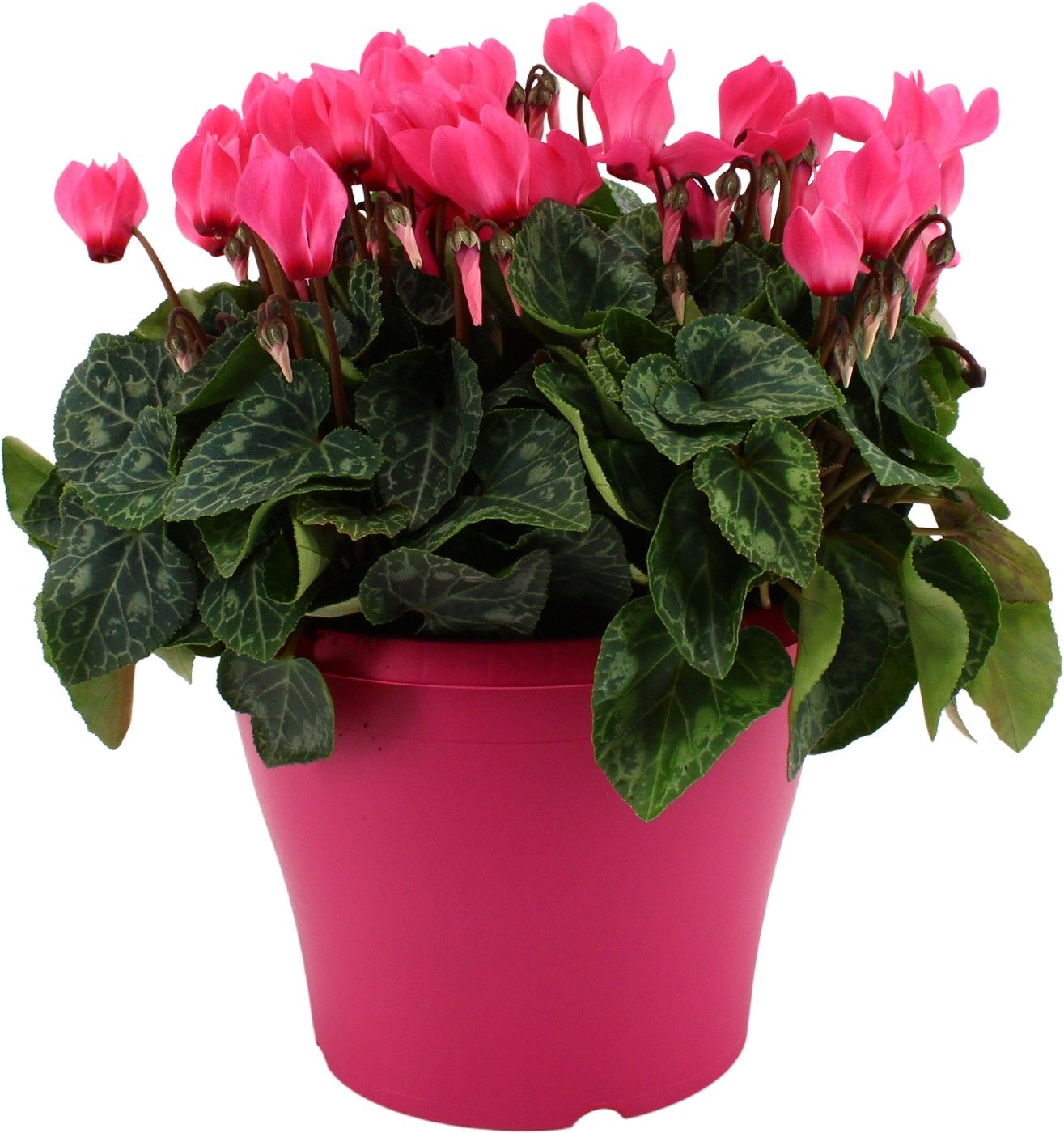 Cyclamen roze in 19 cm terras pot ton sur ton, D 19
