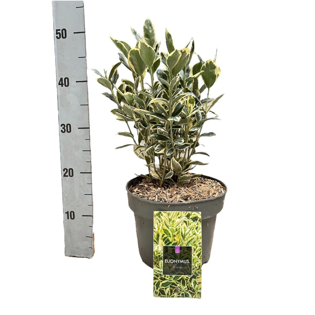 Euonymus jap. 'Bravo', D 22