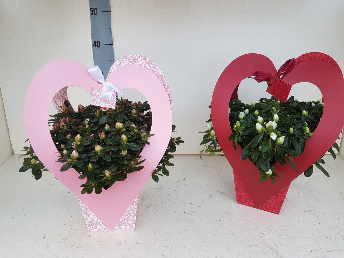 AZALEA VALENTIJN HARTJE 30 CM, D 14