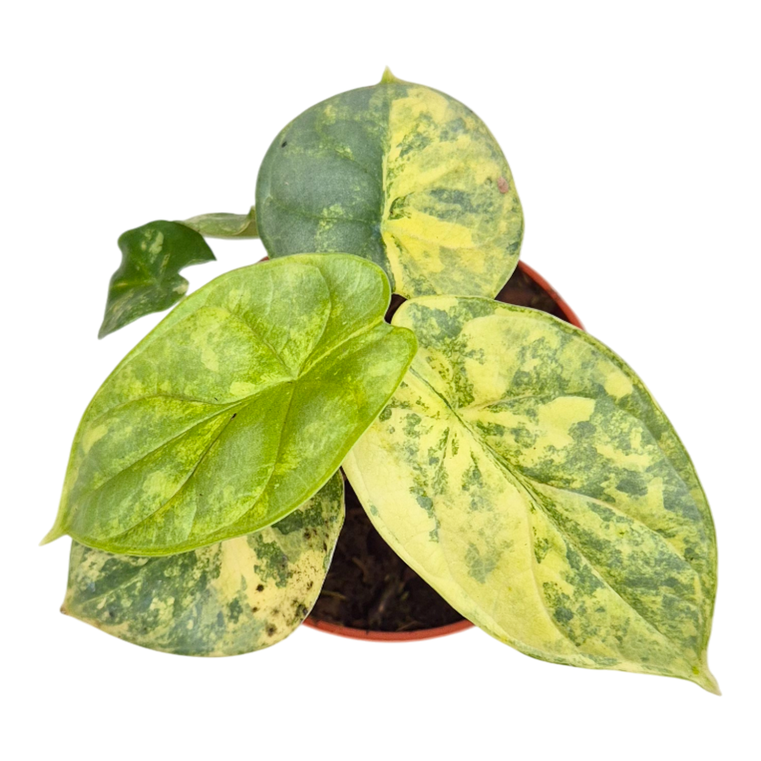 Alocasia Silver Dragon Variegata, D 7