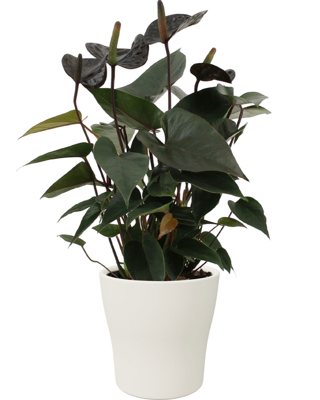 Anthurium 12 cm Black Love in Alicante ceramics, D 12