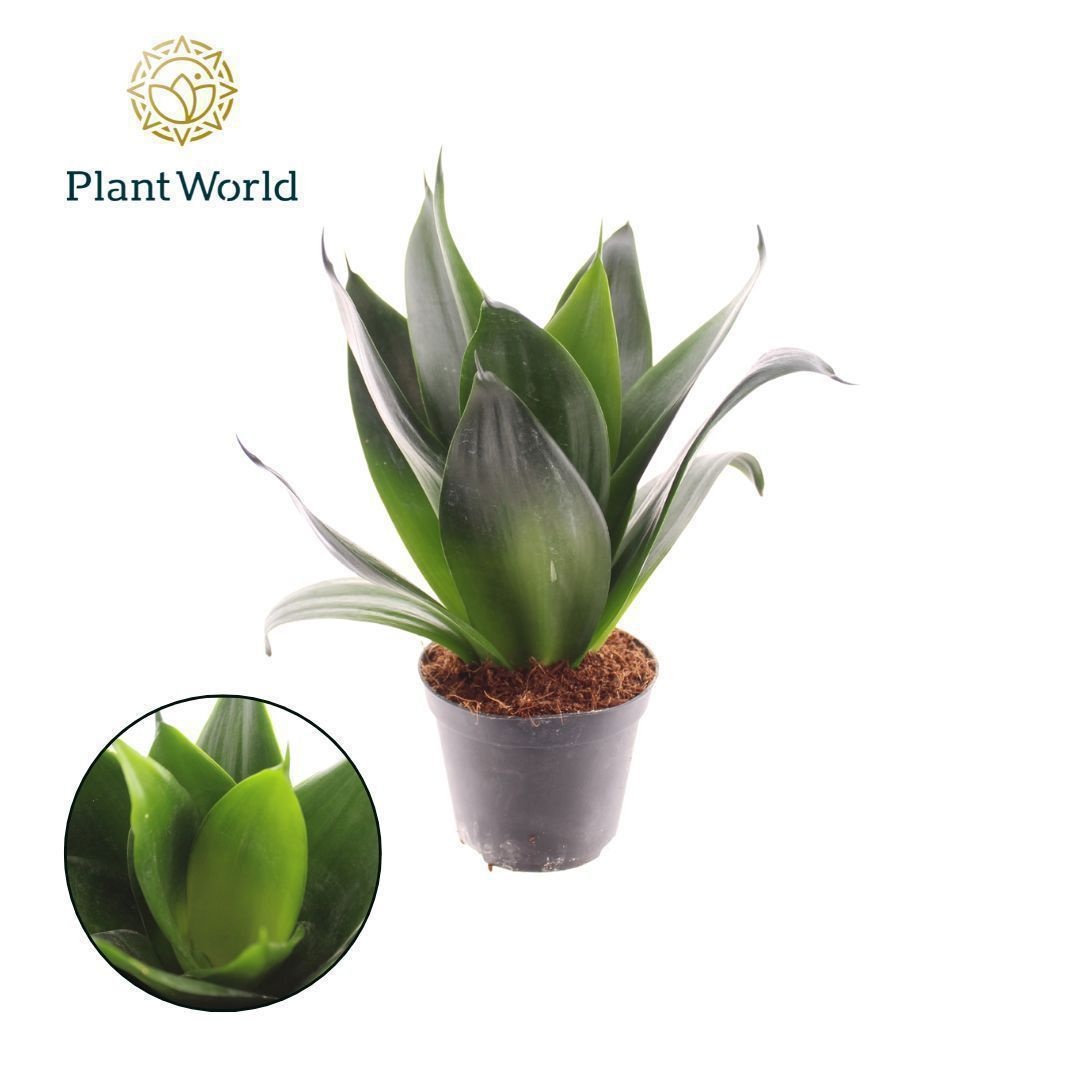 Sansevieria Black Dragon, D 8,5 cm Sansevieria Black Dragon, D 8,5 cm