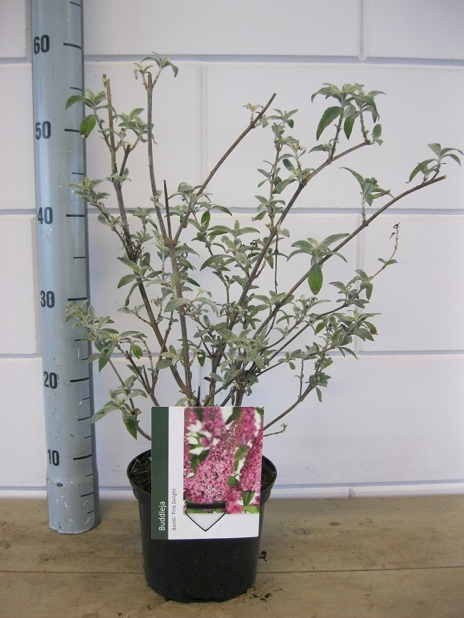 Buddleja davidii Pink Delight, D 19 cm Buddleja davidii Pink Delight, D 19 cm