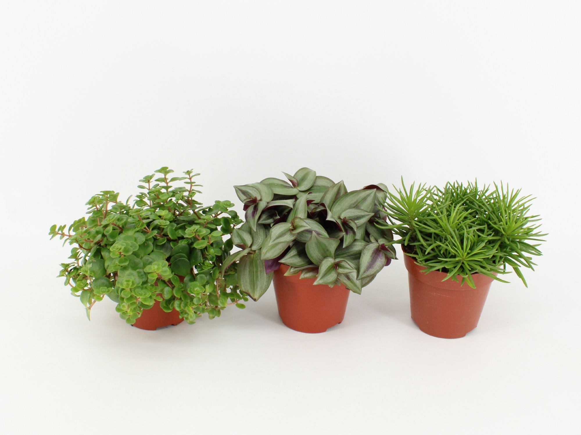 Pure Green mix soorten : Rhipsalis, Tradescantia, Sedum, D 12