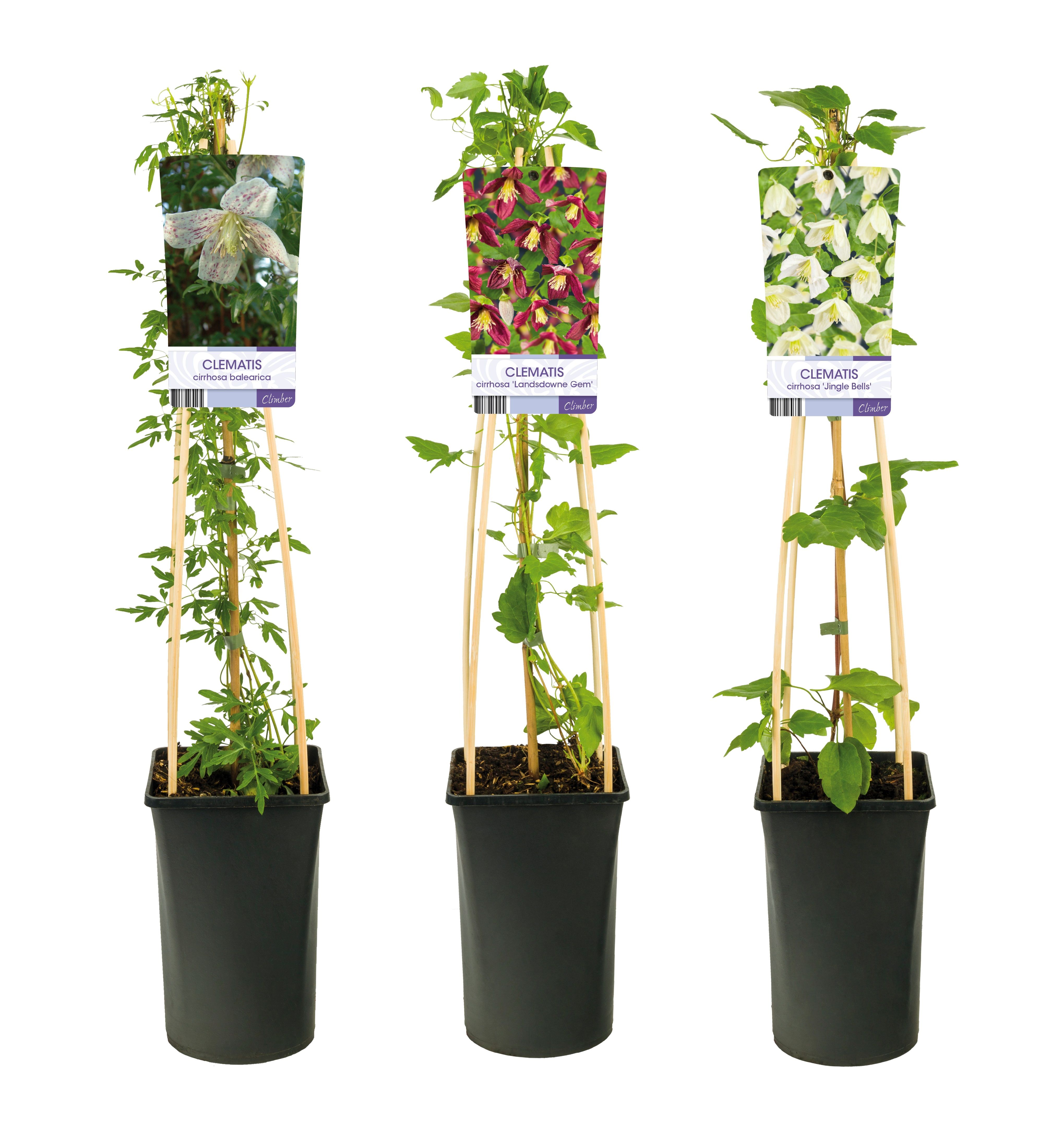 Mixshelf Clematis Cirrhosa +light label, D 17