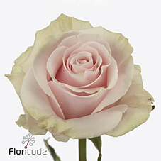 Роза од. Пинк Мондиаль 60 (светло-роз.) Floraroma, шт.