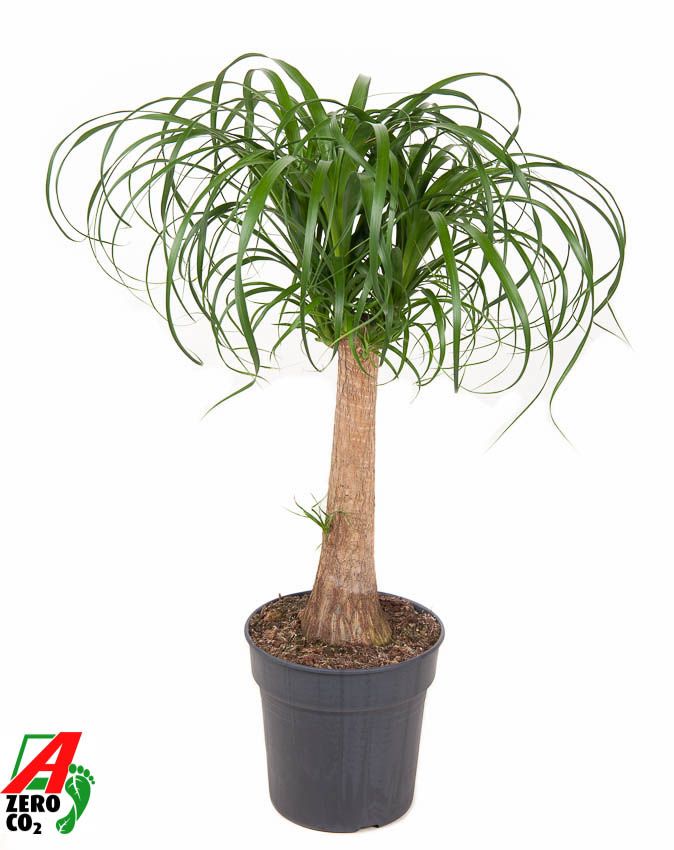 Beaucarnea stam P24 - 1,5ft, D 24