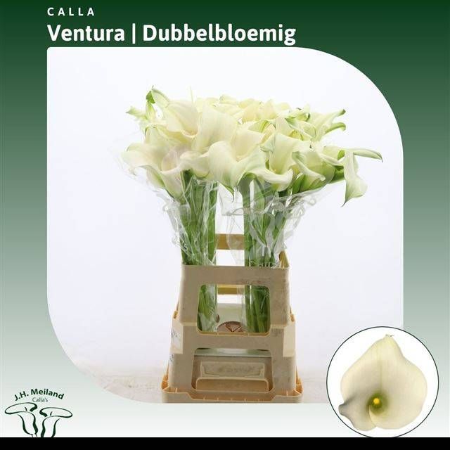 Калла Кэптен Вентура 70, шт.