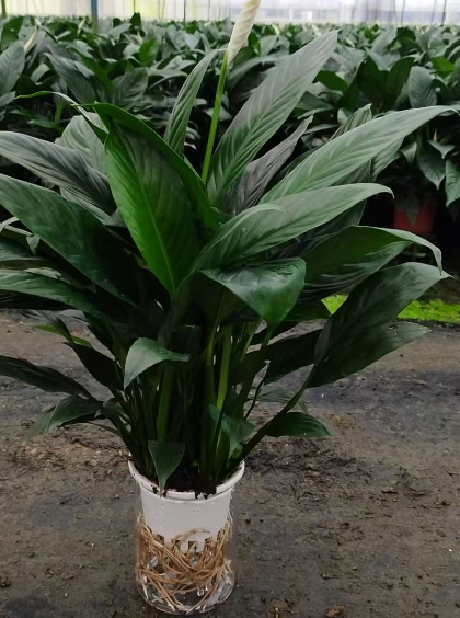 Спатифиллум Гидропоник Фине Вине Б 11 50