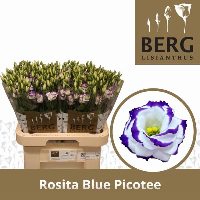 Эустома Розита Блю Пикоти 70 (бело-фиолет.), шт.