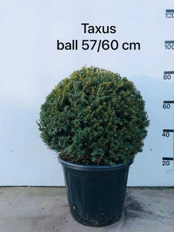 Taxus b. 'Golden Carol', bol, D 48