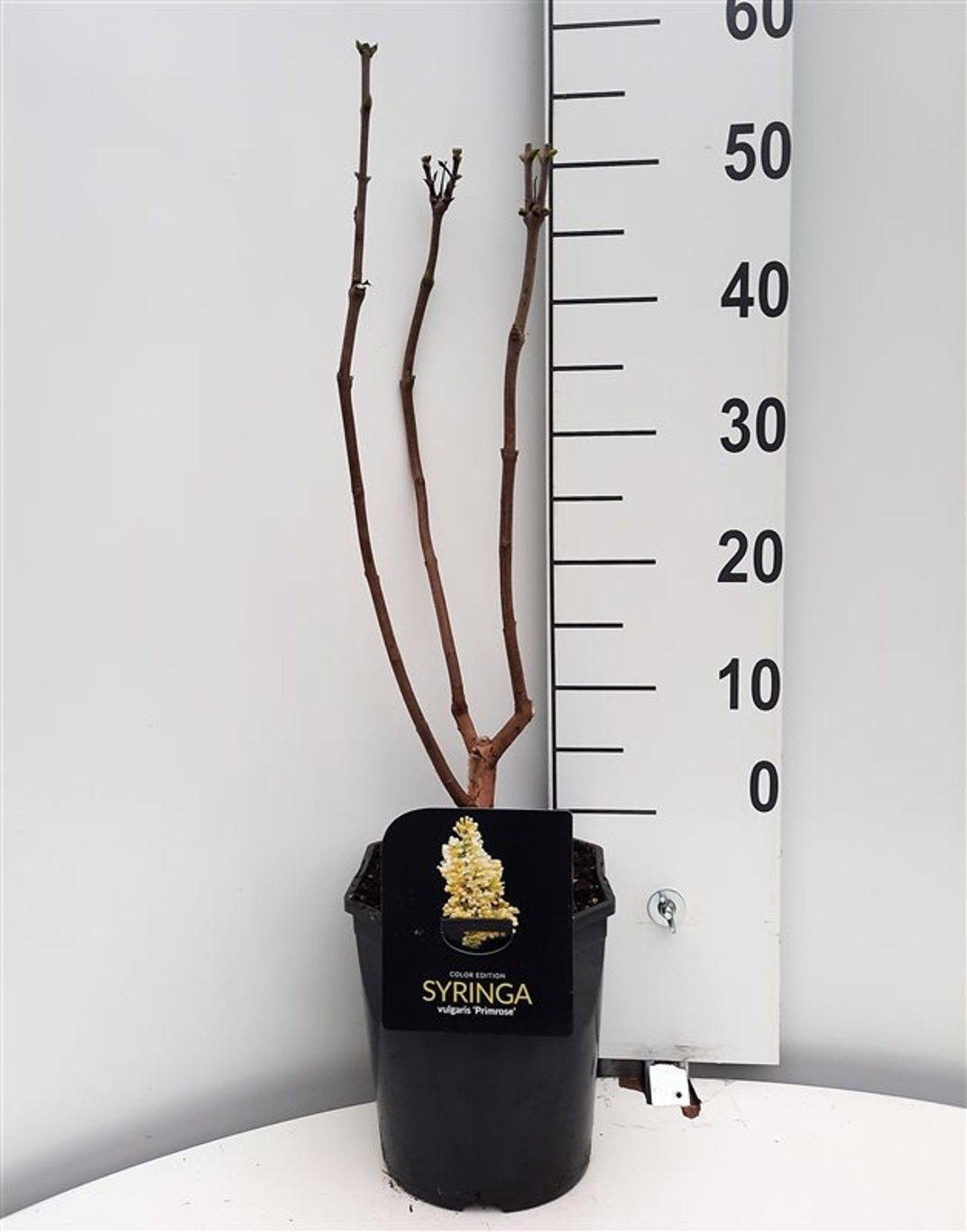 Syringa vulgaris Primrose, D 21