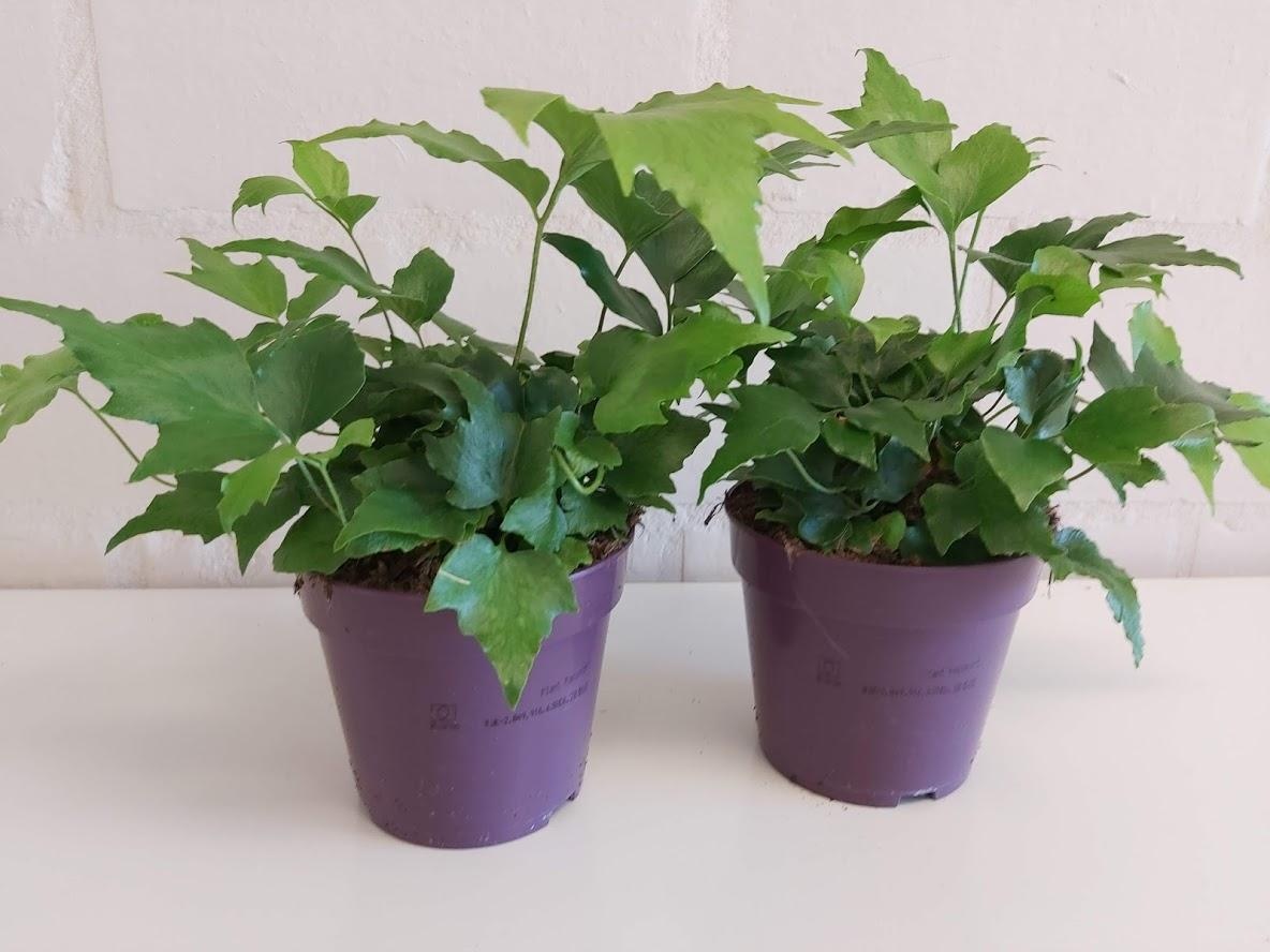 Cyrtomium fortunei clivicola, D 12