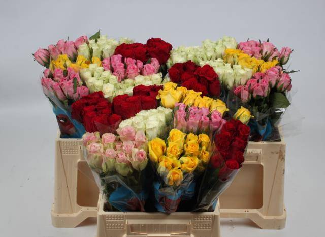 Роза од. KL Микс в баке 40, шт.