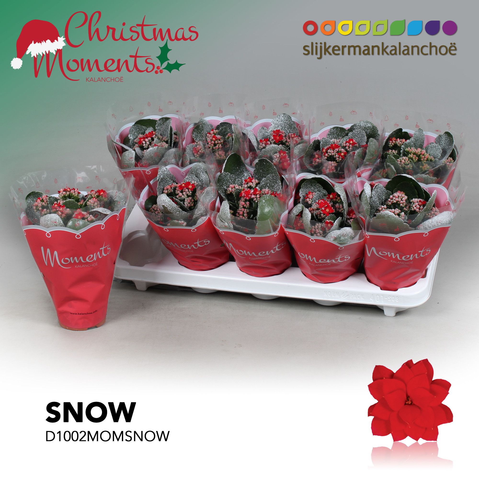 Kalanchoe Moments - Red with snow/sneeuw - kerst, D 10,5 cm
