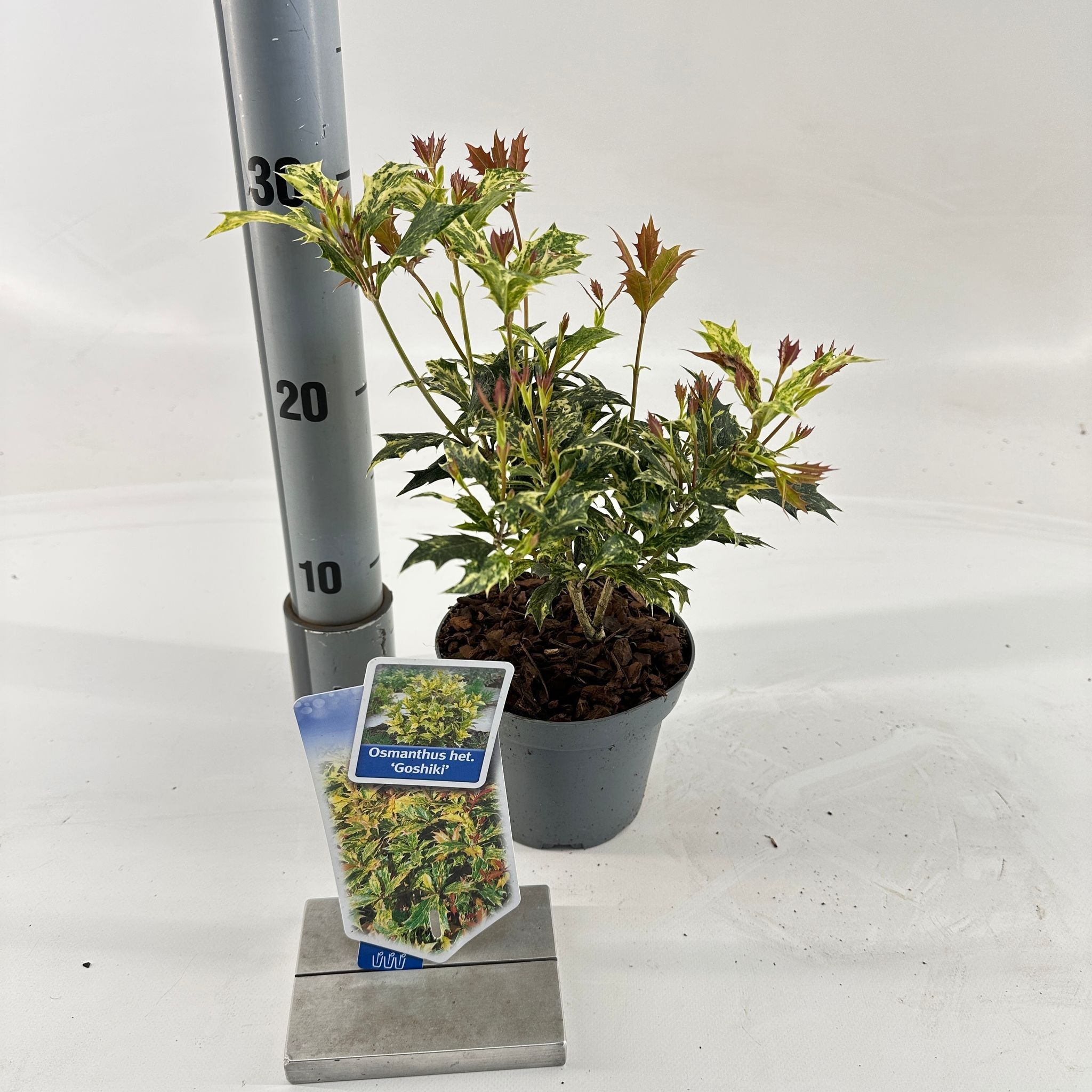 Osmanthus het. ‘Goshiki’, D 13