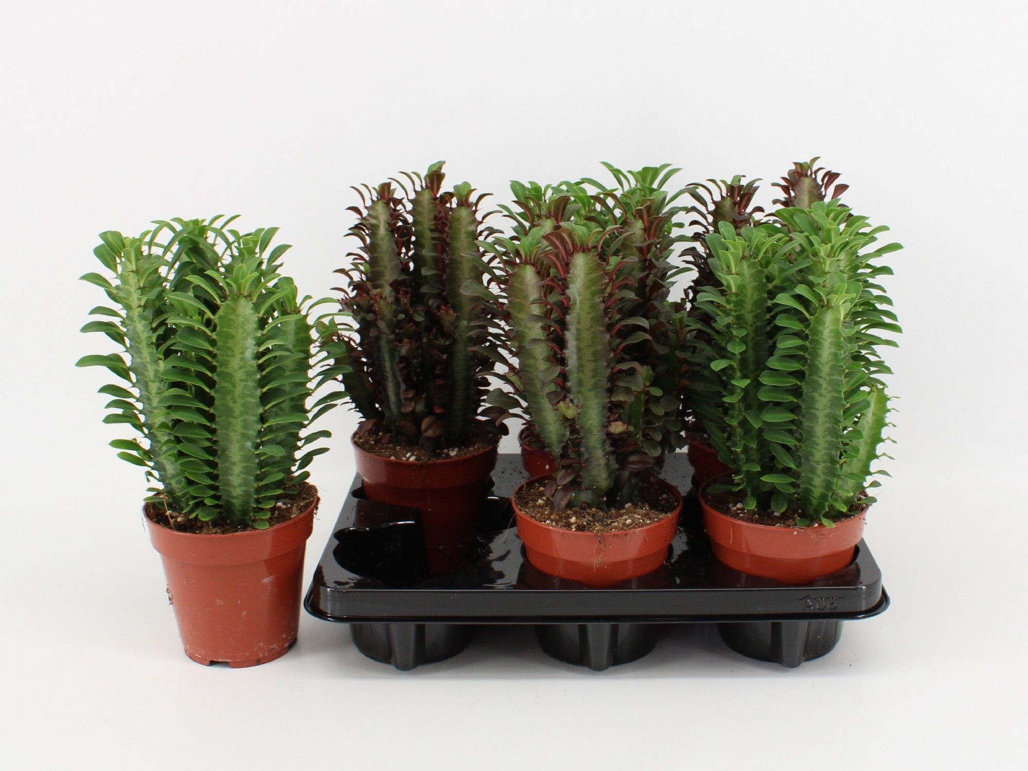 Euphorbia Trigona Gemengd (Rood/Groen), D 12
