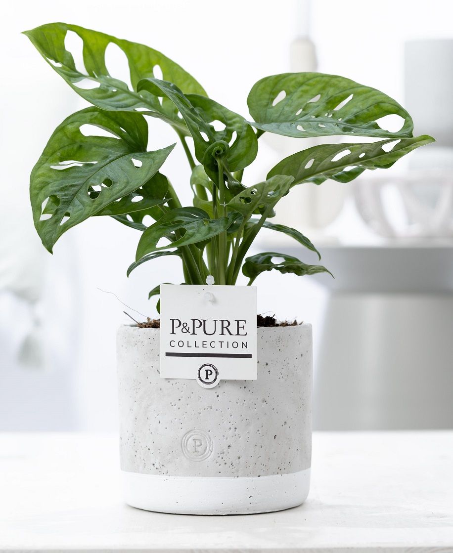 Monstera Adansonii in P&PURE Jade, D 12