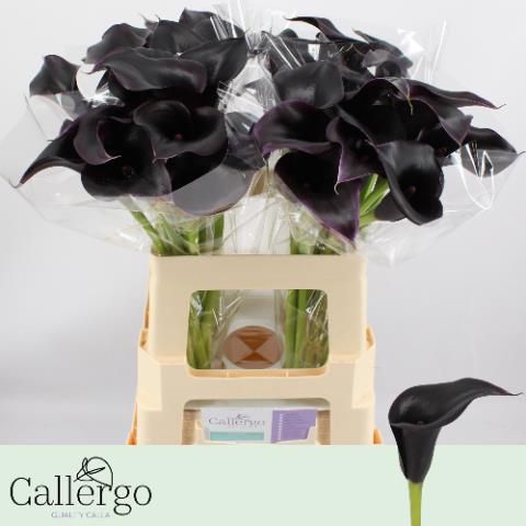 Калла Кантор 55, шт.