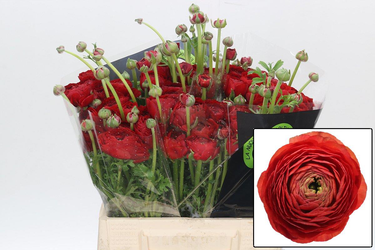 Ранункулус Элеганс Рэд 40, шт.