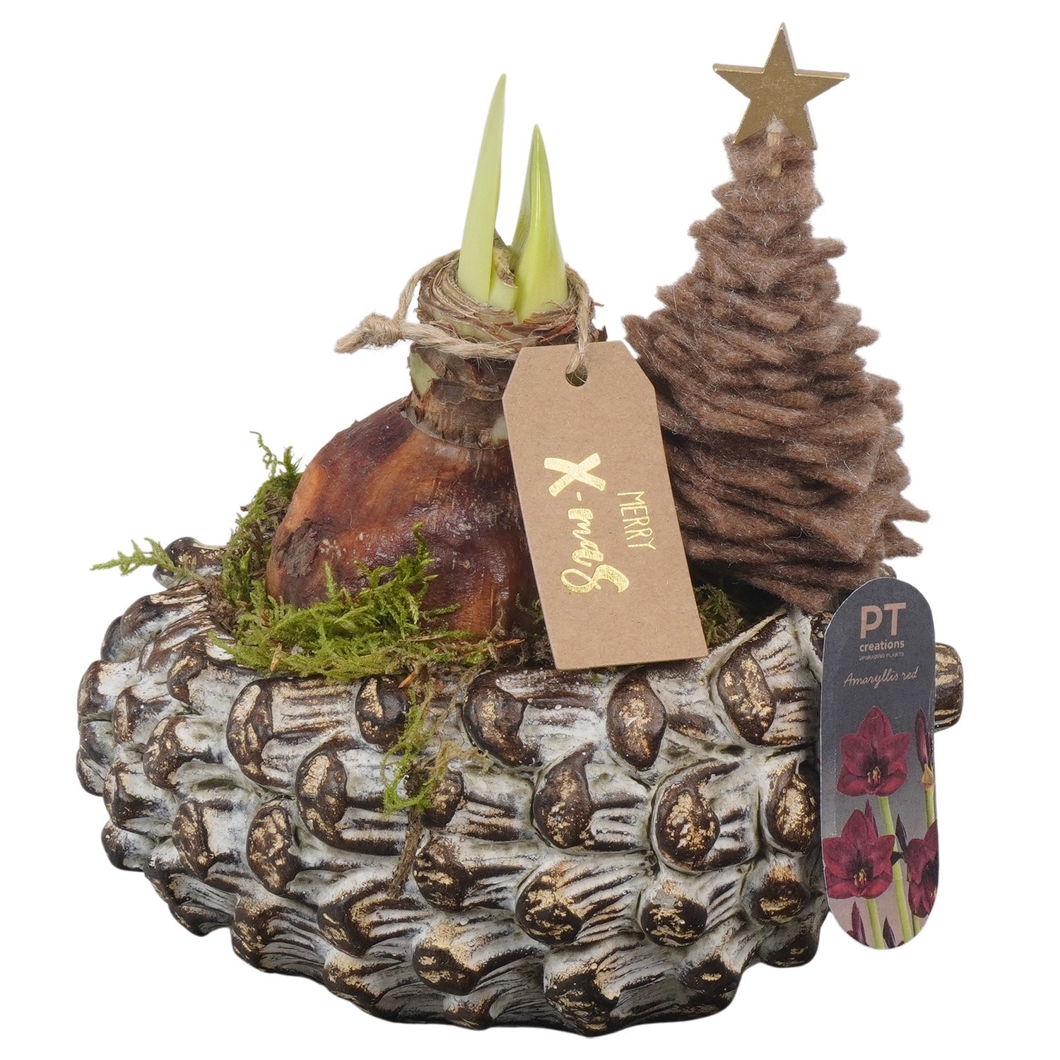 PTACH2490 Arrangement Amaryllis Christmas in beton pot, D 16